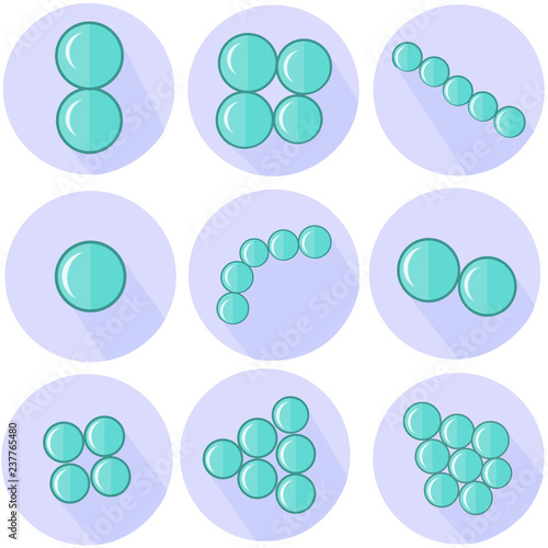 Flat cocci bacteria