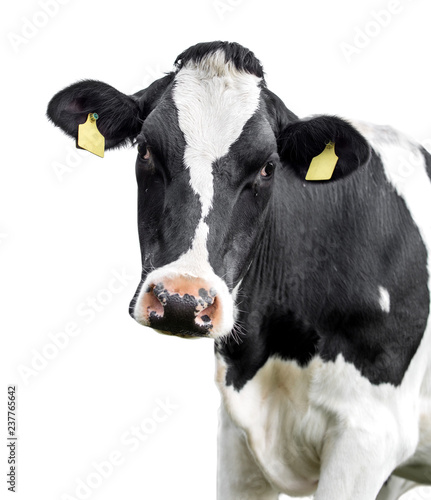 Funny cute cow isolated on white