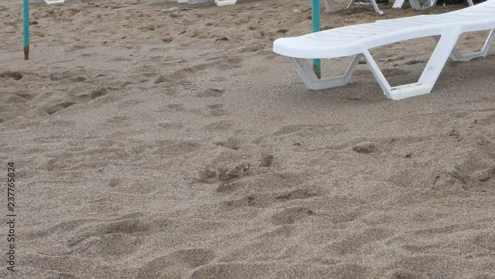 flock of sparrows in the sand. Birds on the background of beach loungers. flock of sparrows in the sand. Birds on the background of beach loungers.