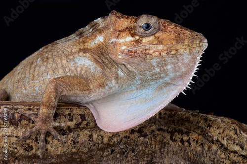 Gran Piedro giant anole  Chamaeleolis sp. 