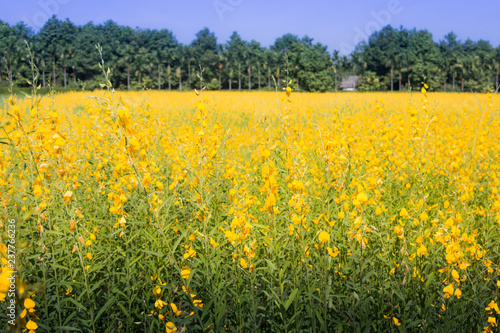 Sunhemp (Crotalaria) planted in winter. To adjust the soil, beautiful yellow flowers