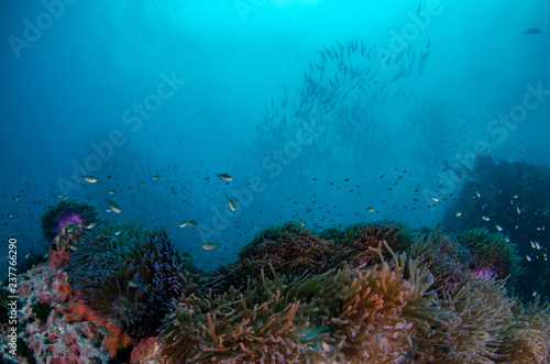Fototapeta Naklejka Na Ścianę i Meble -  Tropical coral reef covered with soft corals and schools of fish 