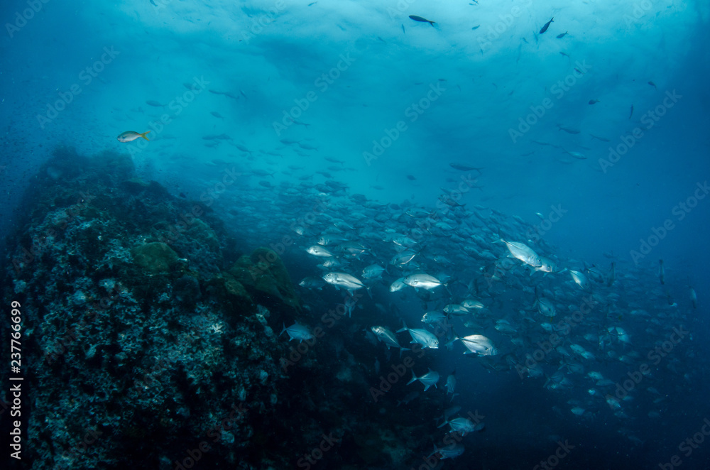 School of Bluefin trevally, Caranx melampygus in tropical sea