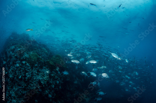 Fototapeta Naklejka Na Ścianę i Meble -  School of Bluefin trevally, Caranx melampygus in tropical sea