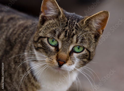 Cute domestic cat portrait © Gardinovacki
