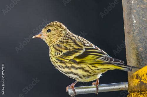 Pine siskin on bird feeder perch in profile