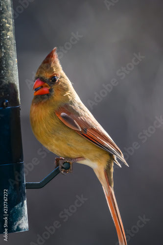 Female cardinal with sunflower seed at bird feeder