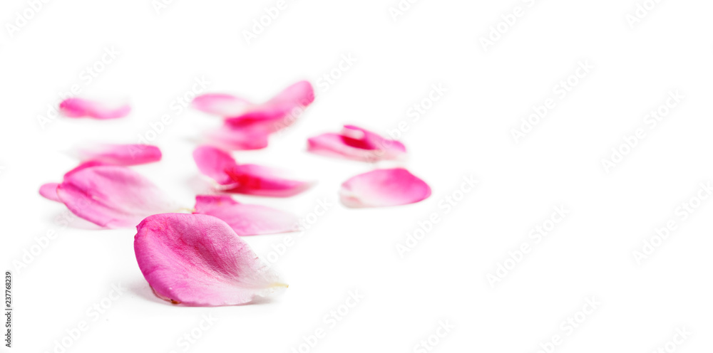 Pink rose petals isolated over white background.