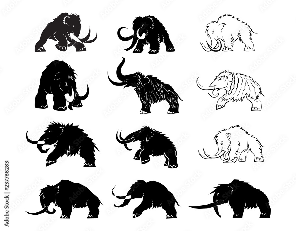 Fototapeta premium Zestaw czarne sylwetki mamutów na białym tle. Prehistoryczne zwierzęta epoki lodowcowej w różnych pozach. Elementy przyrody i ewolucyjny rozwój. Ilustracji wektorowych.