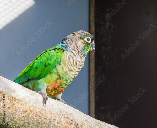 beautiful closeup of a green cheeked parakeet, a small parrot from brazil photo