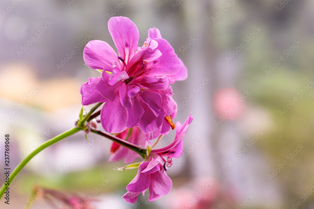 custom made wallpaper toronto digitalpink flowers