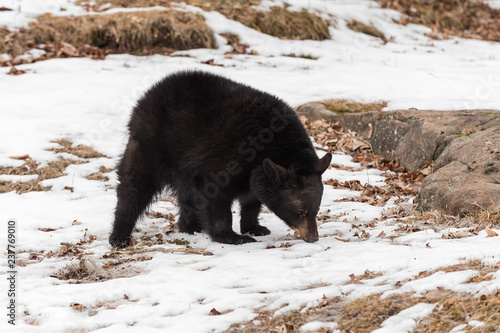 Black Bear (Ursus americanus) Nose to Ground