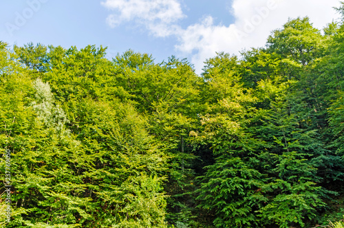 Trees in the Forest | Location: Beskid Sądecki, Carpathian Mountains, Lesser Poland Voivodeship, Poland