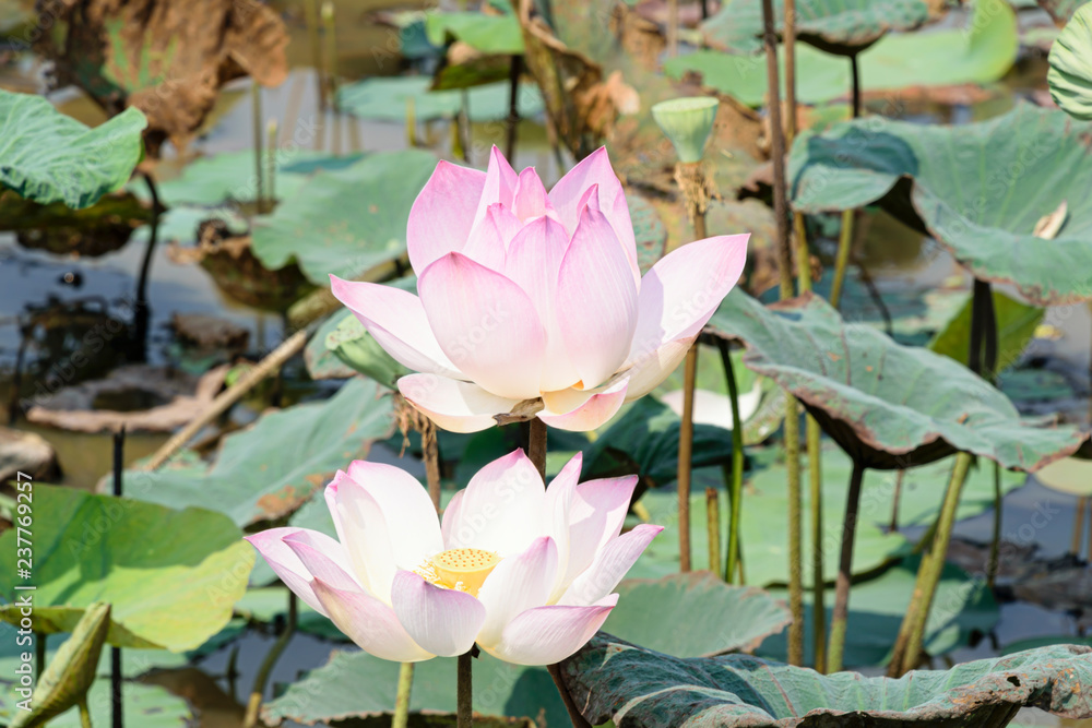 Pair of pink lotus blossoms and leaves Pair of pink lotus blossoms and leaves