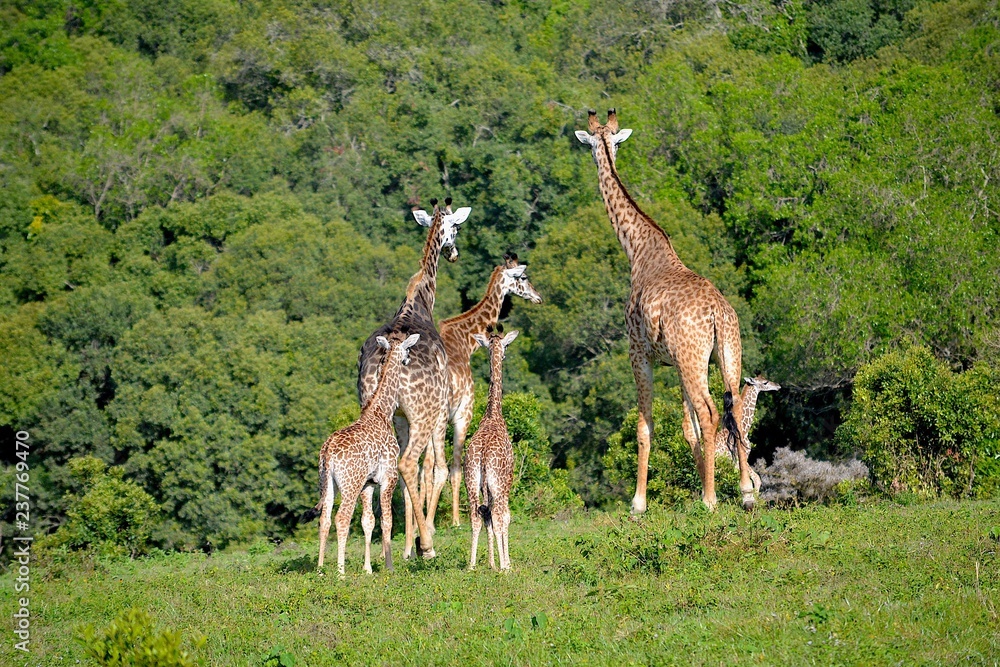 giraffenfamilie arusha nationalpark giraffenfamilie arusha nationalpark
