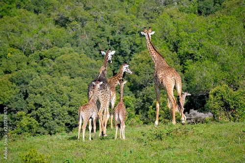 giraffenfamilie arusha nationalpark