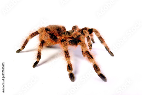 brasilianische Vogelspinne (Nhandu coloratovillosus) - Brazilian tarantula photo