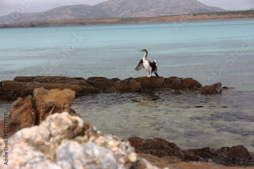 Sardegna, La Pelosa