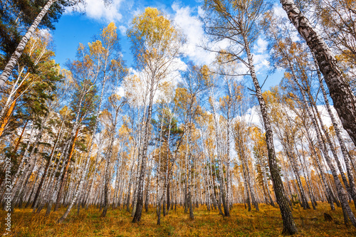 Autumn landscape. Western Siberia, Novosibirsk region, Russia