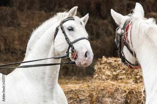 Fototapeta Naklejka Na Ścianę i Meble -  Pair of two beautiful white horse