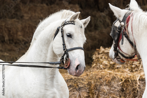 Fototapeta Naklejka Na Ścianę i Meble -  Pair of two beautiful white horse