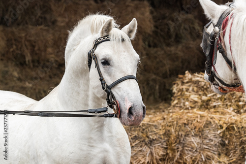 Fototapeta Naklejka Na Ścianę i Meble -  Pair of two beautiful white horse