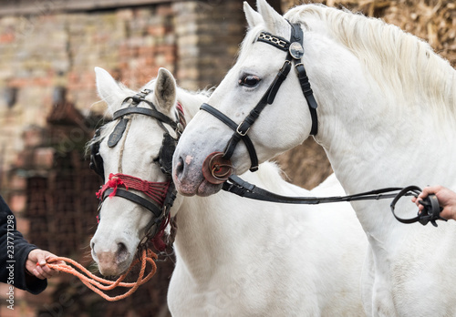 Pair of two beautiful white horse