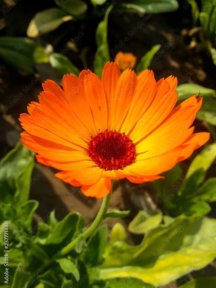 Bloom Where You Are Planted nature flowers , beauty , Bloom Where You Are Planted nature flowers , beauty ,