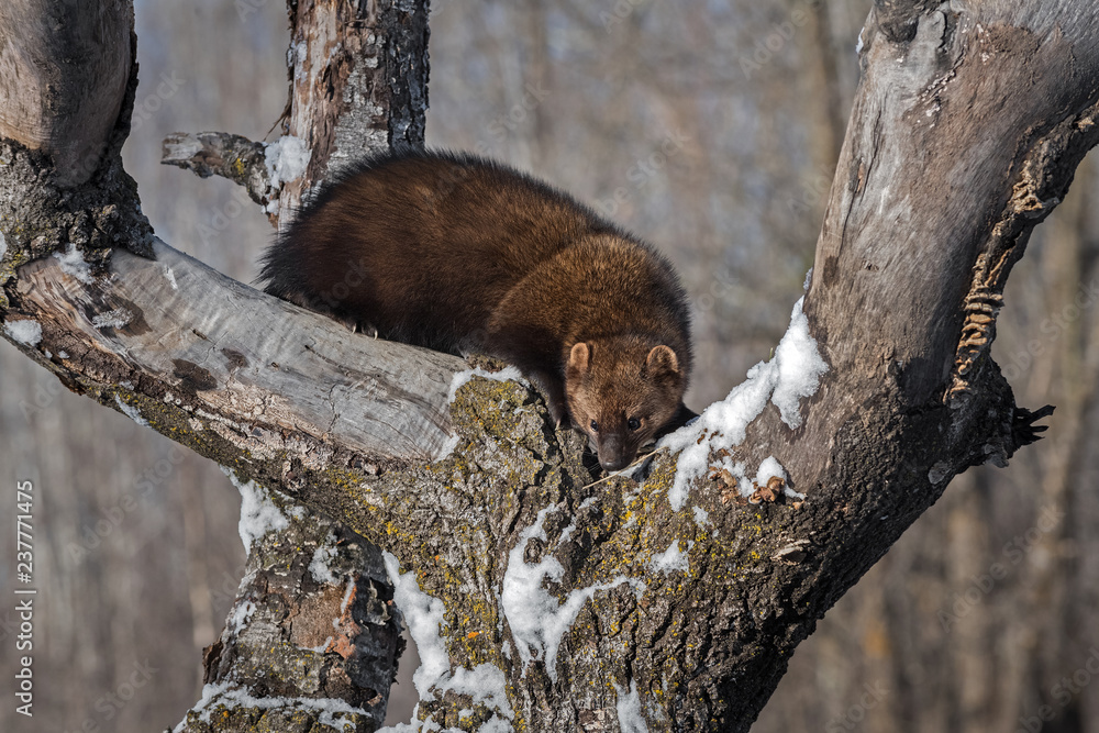 Fisher (Martes pennanti) Nose Down in Tree Fisher (Martes pennanti) Nose Down in Tree