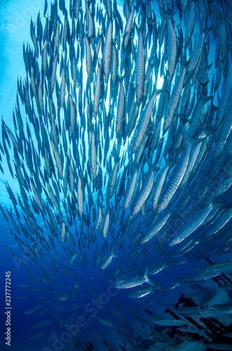 School of Chevron Barracuda, Sphyraena putnamiae photo