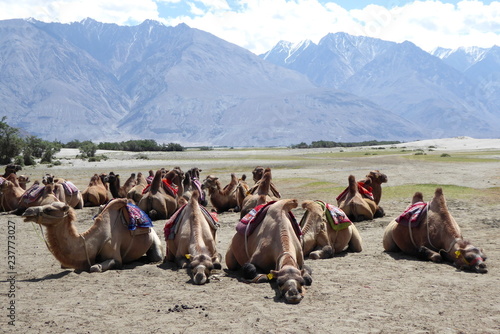 Camels in the Nubra Valley, Ladakh © Alois