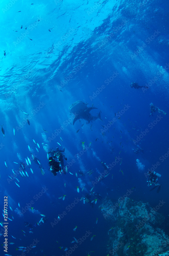 Whale Shark with divers in background