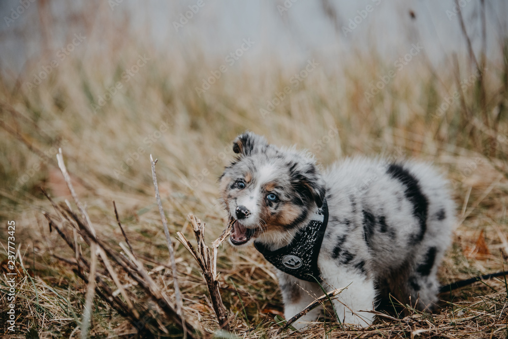 Blue australian top shepherd puppy