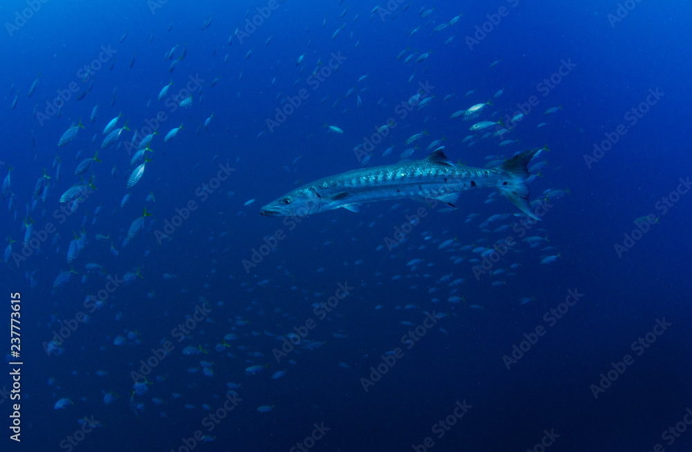 Naklejka premium Great barracuda, Sphyraena barracuda