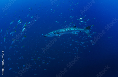 Great barracuda, Sphyraena barracuda © Krzysztof Bargiel