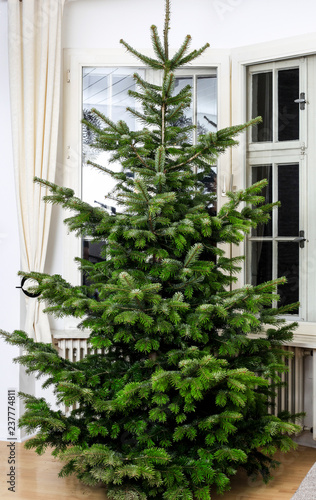 Fir christmas tree without decoration is standing at home in a room with big windows