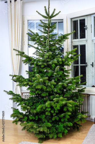 Fir christmas tree without decoration is standing at home in a room with big windows