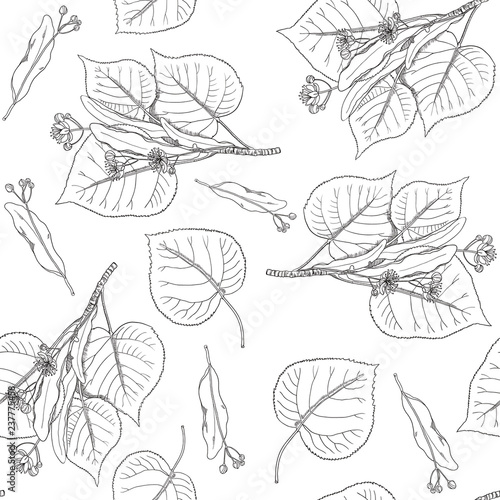 Seamless pattern with linden flowers