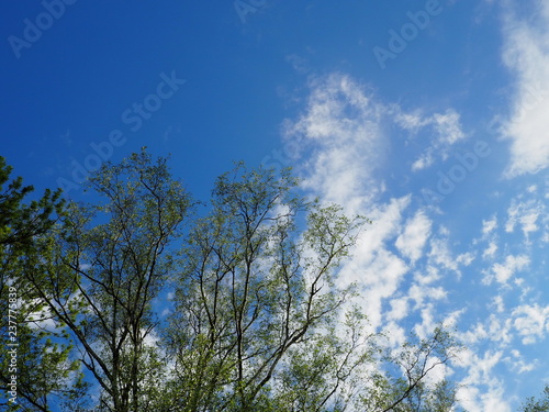 tree branches with leaves and blue sky