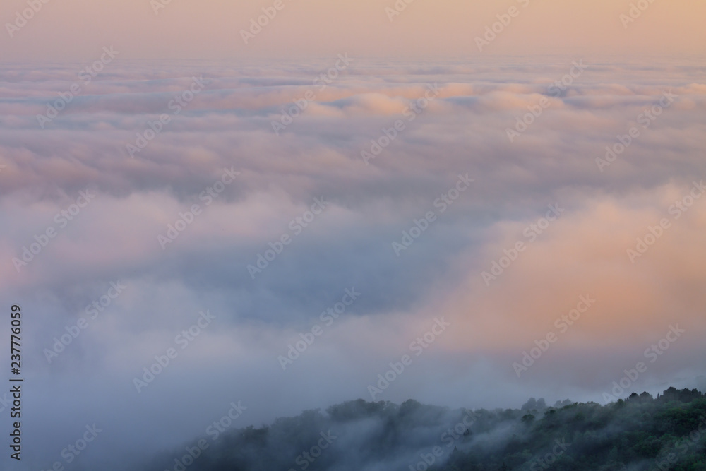 Fog spreads through the forest at sunset. Minimalistic photography.