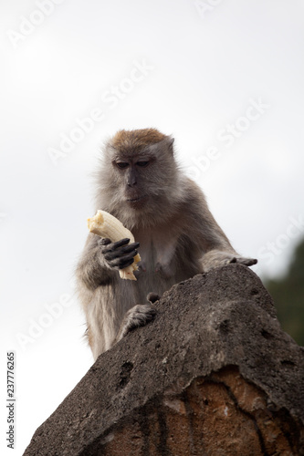 rare beautiful closeup portrait of one monkey holding food sitting on rock in backlight, against sky