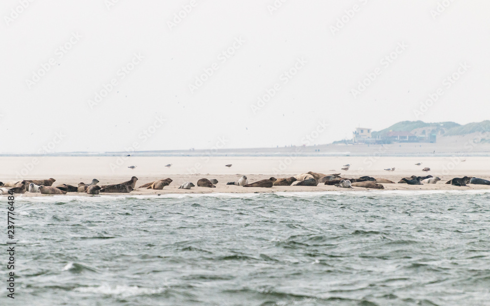 Seals resting on a sandbank in the Waddensea in the Netherlands Seals resting on a sandbank in the Waddensea in the Netherlands