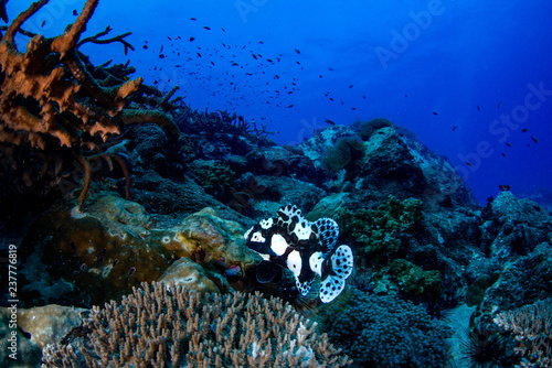 Closeup of a juvenile Harlequin sweetlips (Plectorhinchus chaetodonoides) on the coral reef in Koh Tao, Thailand photo