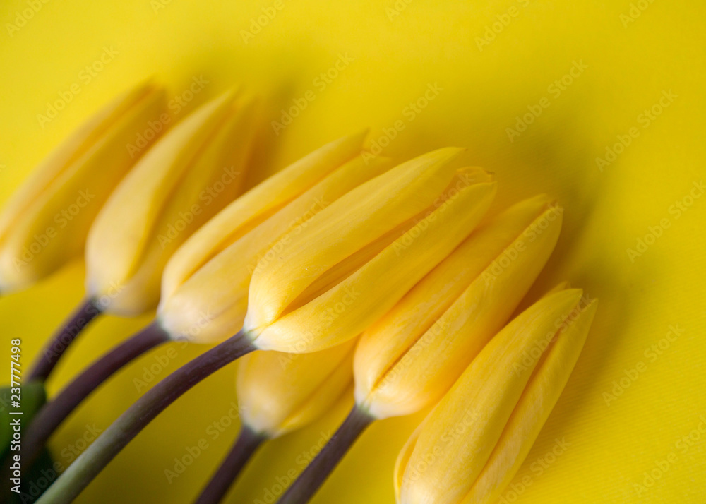 Obraz premium Yellow Fresh Spring Tulips Flowers Concept Woman's day Greeting Card Mother's Day Valentines Yellow Background Natural Light Selective Focus