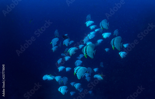 School of Orbicular Batfish, Platax orbicularis photo