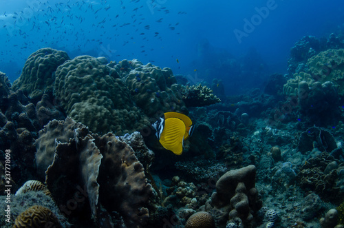 A couple of Hong Kong Butterflyfish (Chaetodon wiebeli) in a beautiful healthy coral garden in Koh Tao, Thailand photo