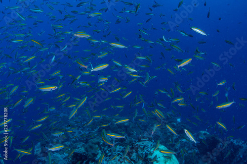 School of Goldband fusilier  Pterocaesio chrysozona in tropical coral reef 