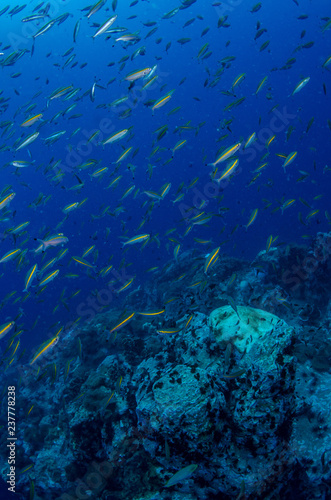 School of Goldband fusilier, Pterocaesio chrysozona in tropical coral reef 
