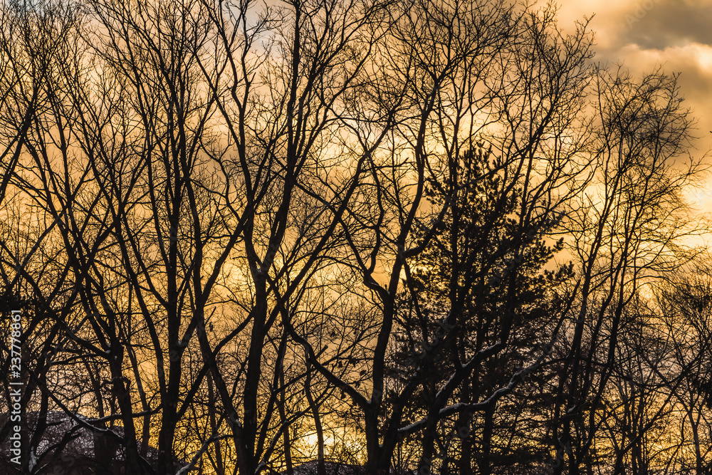 Black silhouettes of trees without leaves on a yellow and gold sky background with orange sunset clouds Black silhouettes of trees without leaves on a yellow and gold sky background with orange sunset clouds