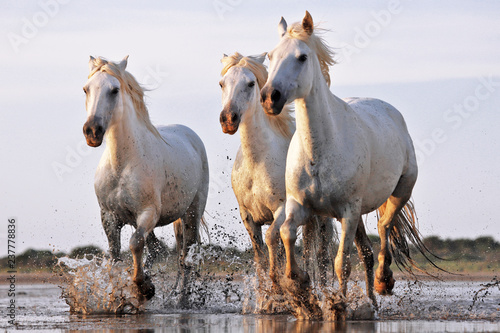 Fototapeta Naklejka Na Ścianę i Meble -  Running horses on water 